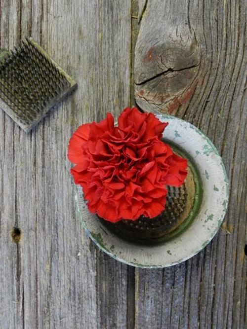 RED MAGIC RED CARNATIONS